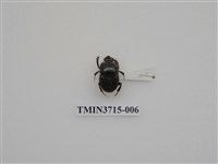 藏品(小黑金龜)的圖片